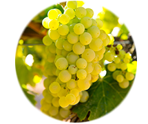Champagne Guide - Chardonnay Grapes