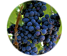 Champagne Guide - Pinot Noir Grapes